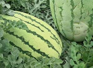 吃瓜就该有吃瓜的样子吗,揭秘吃瓜的正确姿势