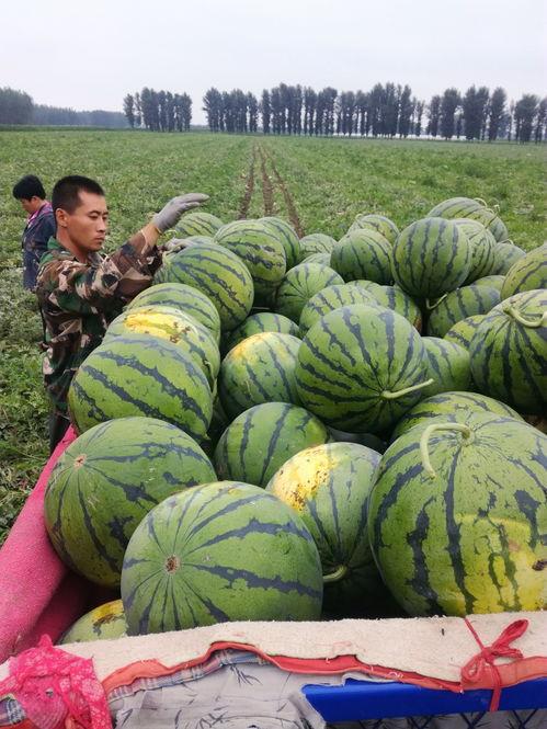 济宁泗水吃瓜事件,一场网络热议背后的真相与反思