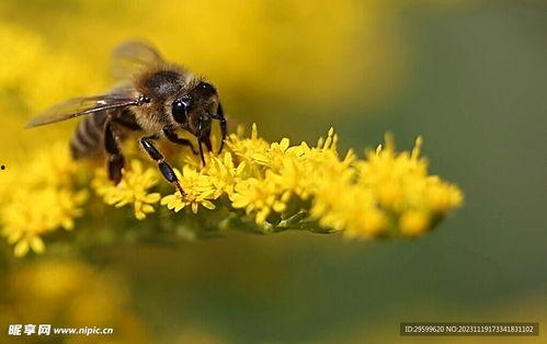 蜜蜂吃野瓜,自然界的甜蜜共生之旅