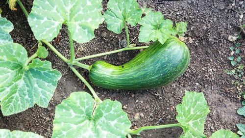 老瓠瓜可以吃不