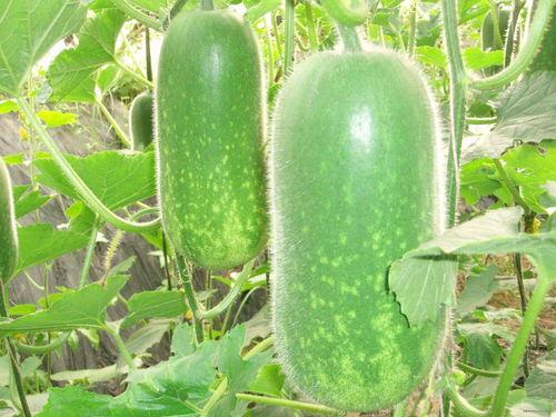 订婚吃瓜视频大全