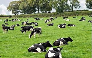 吃瓜奶牛君,揭秘娱乐圈背后的那些事儿