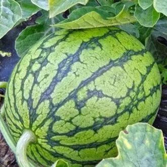 时代科技吃瓜,揭秘科技前沿的趣味与争议