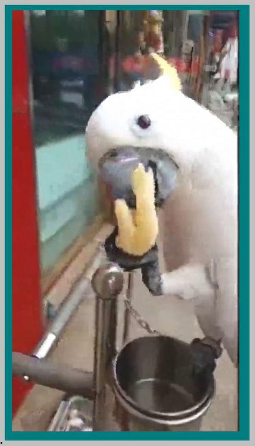 鹦鹉吃鸡瓜视频,揭秘吃鸡瓜的欢乐瞬间