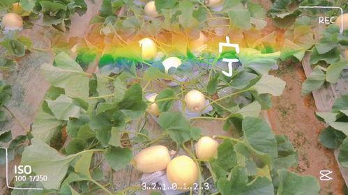 吃遍全世界的瓜,吃遍全世界的瓜果飘香