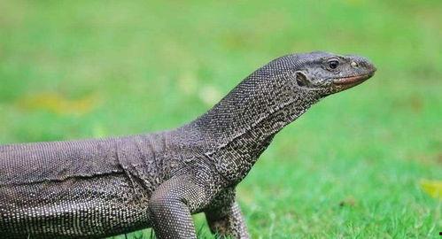 孟加拉巨蜥吃瓜,瓜果盛宴探秘