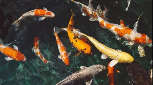 锦鲤心肝吃瓜系统宋玉,宋玉的奇幻冒险之旅