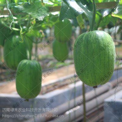 嫩瓜种子可以吃吗,可食用之谜揭秘