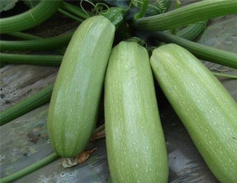 吃日本瓜好处,美味与健康双重享受的神奇果实