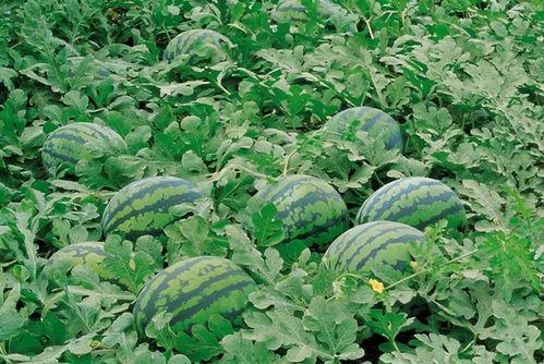 QQ正能量吃瓜群,揭秘网络社交圈的甜蜜与辛辣