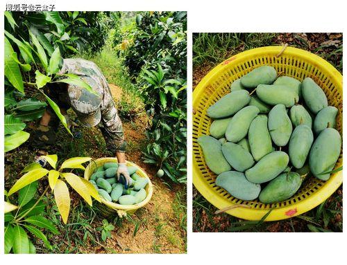石头瓜怎么分辨生熟吃,生熟辨识指南，轻松掌握美味秘诀