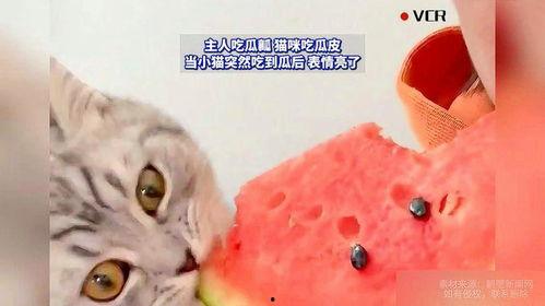猫咪吃瓜的故事,一场意外的味蕾冒险