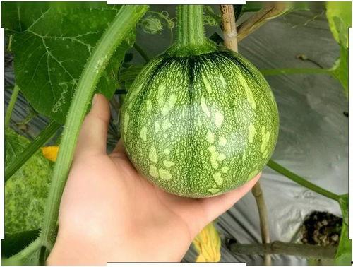 湖北技校吃瓜,揭秘校园内幕，引发社会关注