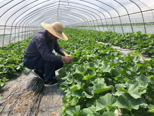 吃瓜的记忆图片,那些令人难忘的图片故事