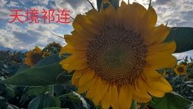 西北大漠吃瓜,探寻大漠中的甜蜜奇迹