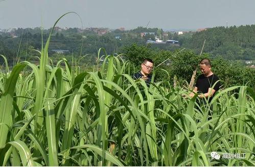 小长假吃瓜视频,盘点热门视频背后的趣味故事