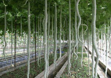 吃蛇瓜会对什么好,揭秘吃蛇瓜的五大益处