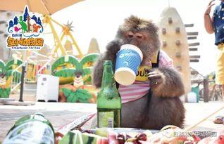 吃瓜小香猪,揭秘网红猪的爆红之路