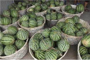 星天外大号吃瓜,揭秘娱乐圈幕后真相