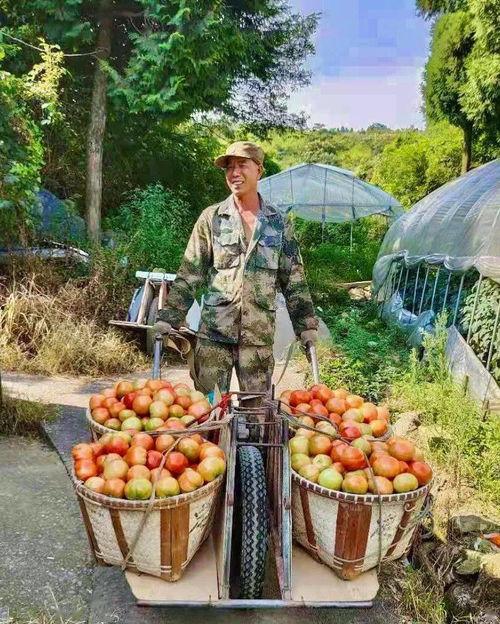 北山美所吃瓜,瓜田里的明星，揭秘娱乐圈的甜蜜与苦涩