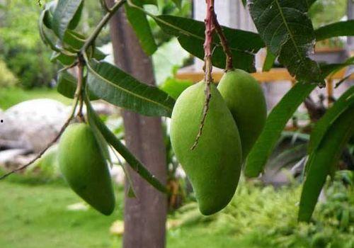 芒果感冒吃瓜,探寻水果与健康的奇妙关系