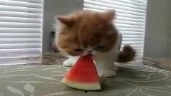 爬宠吃大瓜,爬宠的美食探险之旅