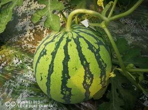 莱六万吃瓜文档,网络舆论的风暴与反思