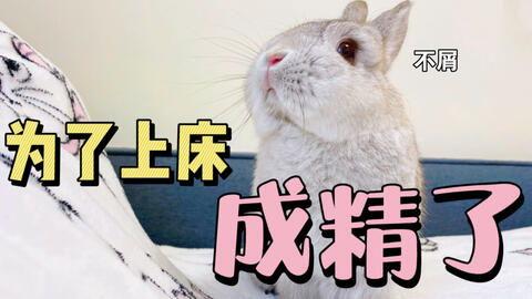 吃瓜懒兔,揭秘娱乐圈背后的轻松趣事