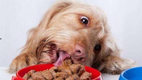 狗吃瓢瓜,揭秘狗吃瓢瓜的趣味瞬间