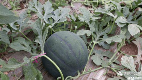 成都mc集中吃瓜,一场热闹非凡的集中吃瓜盛宴