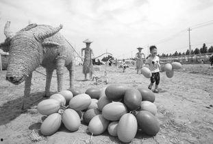 武陟吃瓜现场情况,全民热议，一地瓜香引围观