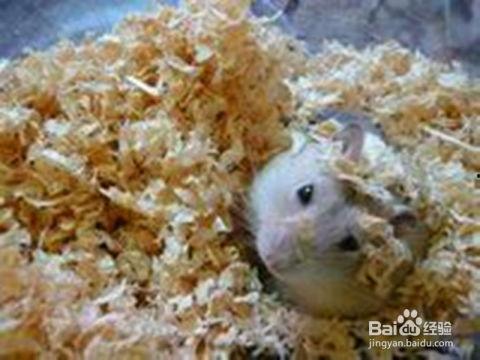 小仓鼠吃瓜纸,小仓鼠的瓜纸美食之旅