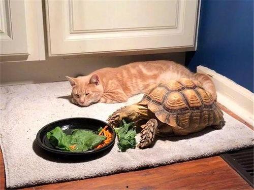 石猫吃瓜季,探寻夏日美食之旅