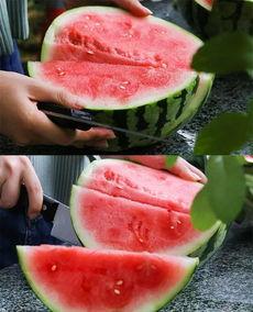 杭州高中吃瓜,揭秘校园里的“瓜田”趣事