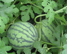 孕妇可以吃葵瓜菜,葵瓜菜，孕妇的绿色营养佳品