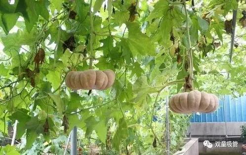 菜园吃瓜,探索吃瓜的乐趣与智慧