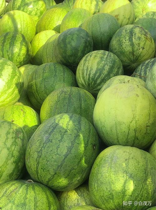 吃里面的籽瓜,探索美味与营养的完美结合