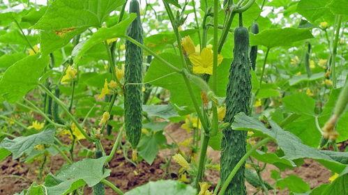 月子可以吃葫瓜