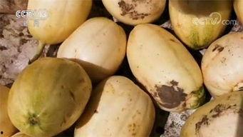 吃瓜吃大瓜口感嘎嘎甜,揭秘吃瓜吃大瓜的甜蜜口感