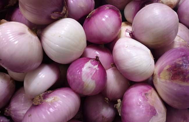 安徽吃洋葱卖瓜,洋葱与瓜果的奇妙融合之旅