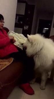 狗狗吃瓜吐瓜子,揭秘宠物饮食中的小趣事