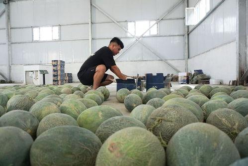 电子厂吃瓜,揭秘职场八卦背后的真相