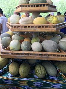 去新疆吃瓜,新疆瓜果飘香之旅